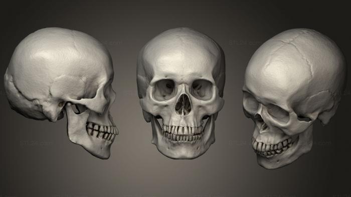 Anatomy of skeletons and skulls (Skull Asian, ANTM_1035) 3D models for cnc